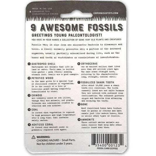 Awesome Fossils | Compact Curiosities Fossil Collection