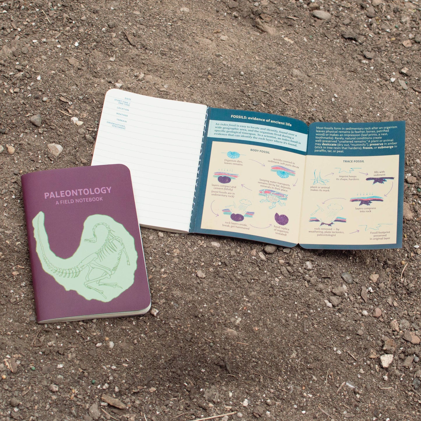 Pocket Notebook; Paleontology