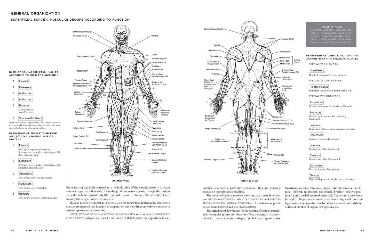 Interior spread of McMurtrie's Human Anatomy Coloring Book showing pages 82–83 General Organization: Muscular Groups According to Function — anterior and posterior full-body muscle diagrams with numbered labels, definitions of primary functions, and coloring notes box