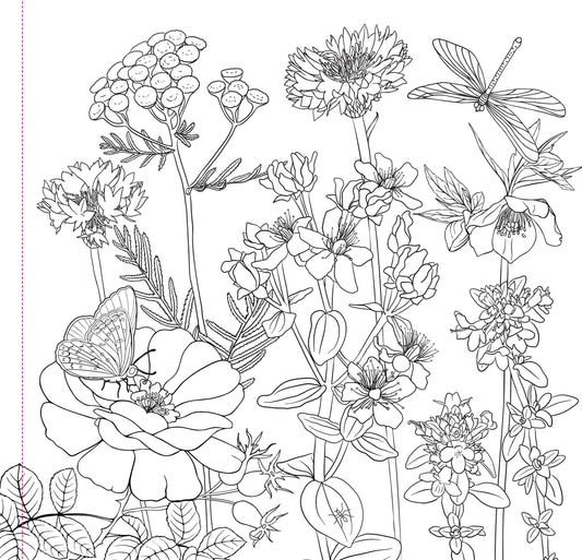 Adult Coloring Book; Wildflowers