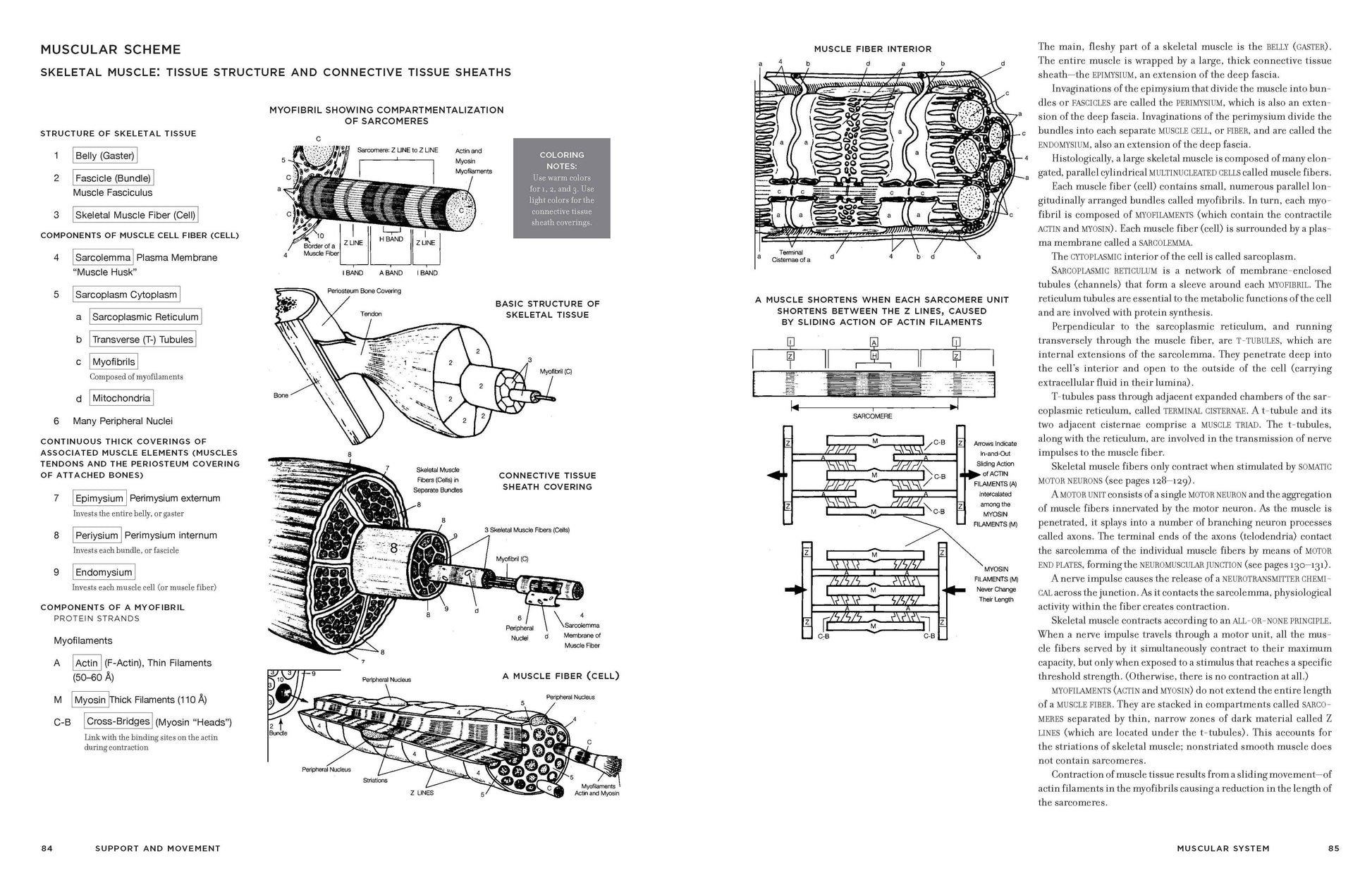 Interior spread of McMurtrie's Human Anatomy Coloring Book showing pages 84–85 Muscular Scheme: Skeletal Muscle Tissue Structure — myofibril compartmentalization diagram, basic skeletal tissue structure, connective tissue sheath covering, and muscle fiber interior cross-section with detailed labels and coloring notes