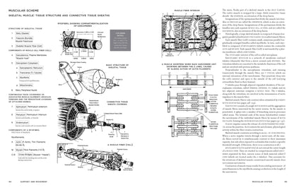 Interior spread of McMurtrie's Human Anatomy Coloring Book showing pages 84–85 Muscular Scheme: Skeletal Muscle Tissue Structure — myofibril compartmentalization diagram, basic skeletal tissue structure, connective tissue sheath covering, and muscle fiber interior cross-section with detailed labels and coloring notes