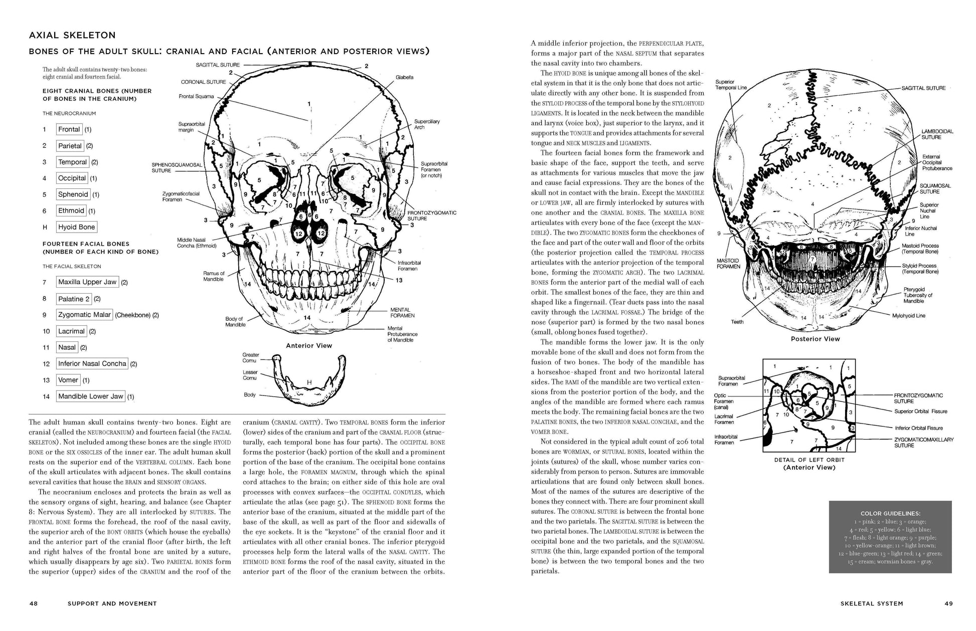 Interior spread of McMurtrie's Human Anatomy Coloring Book showing pages 48–49 Axial Skeleton: Bones of the Adult Skull — anterior and posterior view skull diagrams with 14 labeled cranial and facial bones, detailed descriptive text, and color guidelines box