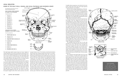 Interior spread of McMurtrie's Human Anatomy Coloring Book showing pages 48–49 Axial Skeleton: Bones of the Adult Skull — anterior and posterior view skull diagrams with 14 labeled cranial and facial bones, detailed descriptive text, and color guidelines box